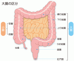 腸